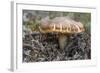 Fungi Focus - Gather-Staffan Widstrand-Framed Giclee Print