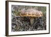 Fungi Focus - Gather-Staffan Widstrand-Framed Giclee Print