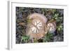 Fungi Focus - Pick-Staffan Widstrand-Framed Giclee Print