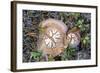 Fungi Focus - Pick-Staffan Widstrand-Framed Giclee Print