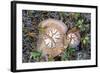 Fungi Focus - Pick-Staffan Widstrand-Framed Giclee Print