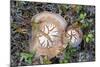 Fungi Focus - Pick-Staffan Widstrand-Mounted Giclee Print