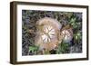 Fungi Focus - Pick-Staffan Widstrand-Framed Giclee Print