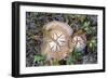 Fungi Focus - Pick-Staffan Widstrand-Framed Giclee Print