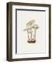 Fungi Folio - Wander-The Drammis Collection-Framed Art Print