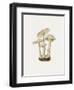 Fungi Folio - Wander-The Drammis Collection-Framed Art Print