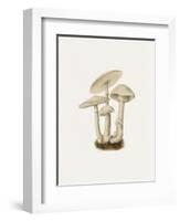 Fungi Folio - Wander-The Drammis Collection-Framed Art Print