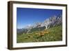 Fungi in the Grass of the Marienberg Alp Near Biberwier in Tyrol, Mountaintop-Uwe Steffens-Framed Photographic Print