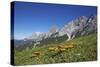 Fungi in the Grass of the Marienberg Alp Near Biberwier in Tyrol, Mountaintop-Uwe Steffens-Stretched Canvas