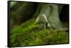 Fungi in the Jasmund National Park-Mandy Stegen-Framed Stretched Canvas