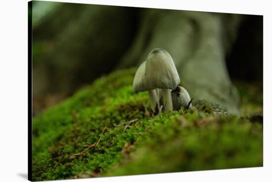 Fungi in the Jasmund National Park-Mandy Stegen-Stretched Canvas