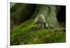 Fungi in the Jasmund National Park-Mandy Stegen-Framed Photographic Print