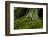 Fungi in the Jasmund National Park-Mandy Stegen-Framed Photographic Print