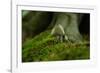 Fungi in the Jasmund National Park-Mandy Stegen-Framed Photographic Print