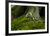 Fungi in the Jasmund National Park-Mandy Stegen-Framed Photographic Print