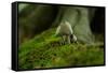 Fungi in the Jasmund National Park-Mandy Stegen-Framed Stretched Canvas