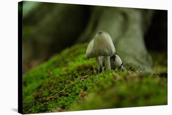 Fungi in the Jasmund National Park-Mandy Stegen-Stretched Canvas