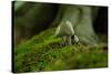 Fungi in the Jasmund National Park-Mandy Stegen-Stretched Canvas