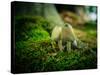 Fungi in the Jasmund National Park-Mandy Stegen-Stretched Canvas