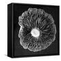 Fungi2-Jim Occi-Framed Stretched Canvas