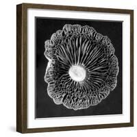 Fungi2-Jim Occi-Framed Photographic Print