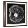 Fungi2-Jim Occi-Framed Photographic Print