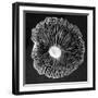 Fungi2-Jim Occi-Framed Photographic Print