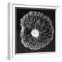 Fungi2-Jim Occi-Framed Photographic Print