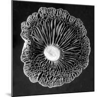 Fungi2-Jim Occi-Mounted Photographic Print