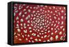 Fungus, Fly Agaric Detailed Study of Cap-null-Framed Stretched Canvas