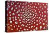 Fungus, Fly Agaric Detailed Study of Cap-null-Stretched Canvas