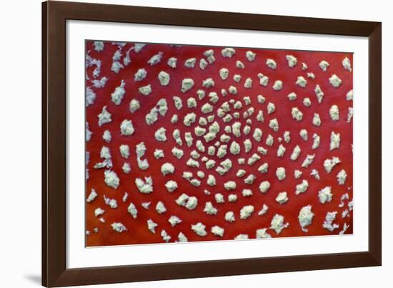 Fungus, Fly Agaric Detailed Study of Cap-null-Framed Photographic Print