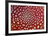 Fungus, Fly Agaric Detailed Study of Cap-null-Framed Photographic Print