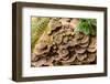 Fungus growing on fallen tree in rainforest-null-Framed Photographic Print