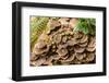 Fungus growing on fallen tree in rainforest-null-Framed Photographic Print