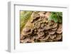 Fungus growing on fallen tree in rainforest-null-Framed Photographic Print