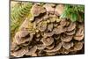 Fungus growing on fallen tree in rainforest-null-Mounted Photographic Print