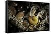 Fungus Moth or Tineid Moth Caterpillar-Paul Starosta-Framed Stretched Canvas