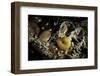 Fungus Moth or Tineid Moth Caterpillar-Paul Starosta-Framed Photographic Print