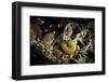 Fungus Moth or Tineid Moth Caterpillar-Paul Starosta-Framed Photographic Print