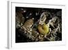 Fungus Moth or Tineid Moth Caterpillar-Paul Starosta-Framed Photographic Print