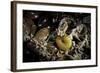 Fungus Moth or Tineid Moth Caterpillar-Paul Starosta-Framed Photographic Print