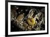 Fungus Moth or Tineid Moth Caterpillar-Paul Starosta-Framed Photographic Print