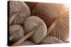 Fungus (Mycena Sp.) Gills Backlit, Seen from Low Angle. Dartmoor, Devon, UK-Ross Hoddinott-Stretched Canvas