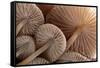 Fungus (Mycena Sp.) Gills Backlit, Seen from Low Angle. Dartmoor, Devon, UK-Ross Hoddinott-Framed Stretched Canvas