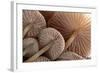 Fungus (Mycena Sp.) Gills Backlit, Seen from Low Angle. Dartmoor, Devon, UK-Ross Hoddinott-Framed Photographic Print