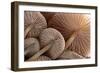 Fungus (Mycena Sp.) Gills Backlit, Seen from Low Angle. Dartmoor, Devon, UK-Ross Hoddinott-Framed Photographic Print