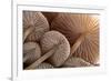 Fungus (Mycena Sp.) Gills Backlit, Seen from Low Angle. Dartmoor, Devon, UK-Ross Hoddinott-Framed Photographic Print