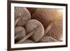Fungus (Mycena Sp.) Gills Backlit, Seen from Low Angle. Dartmoor, Devon, UK-Ross Hoddinott-Framed Photographic Print