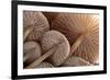 Fungus (Mycena Sp.) Gills Backlit, Seen from Low Angle. Dartmoor, Devon, UK-Ross Hoddinott-Framed Photographic Print